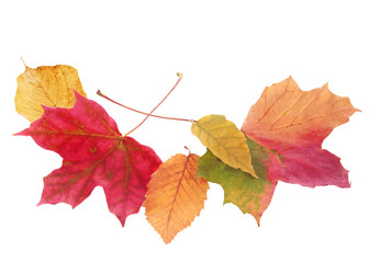 Beautiful colorful autmn or fall leaves on white