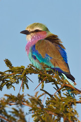 Lilac-breasted roller portrait
