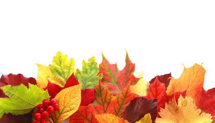 Colorful array of autumn leaves forming a border