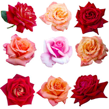 collage of eight red roses