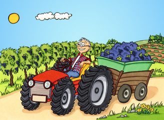 Mann transportiert Trauben während der Weinlese