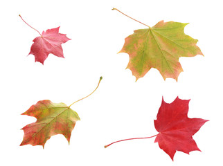 Four colorful variegated autumn leaves