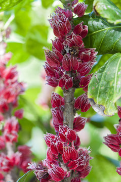 colorful flowers