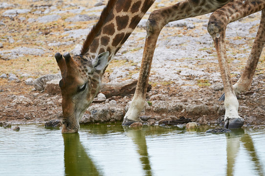 Giraffe drinking