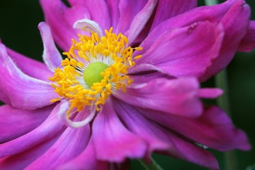 Anemone japonica - Closeup