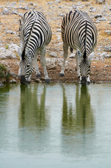 Fototapeta na wymiar Two zebras drinking