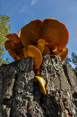 Giant Orange mushroom, near Puerto Varas, Chile