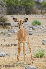 Naklejka premium Black-faced impala