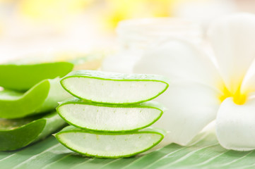 Aloe vera plant for skincare