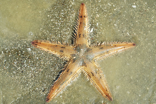 Astropecten spiny sea star on silty bottom