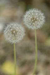 Pair of dandelion seed heads