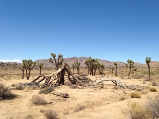 morte di un joshua tree