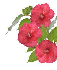 Red Hibiscus Flowers
