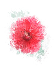 Watercolor Image Of Hibiscus Flower