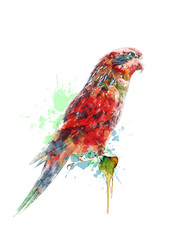 Watercolor Painting Of Colorful Parrot