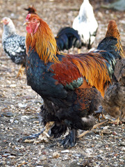 Poultry - partridge brahma cock