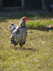 Poultry - silver laced Wyandotte rooster