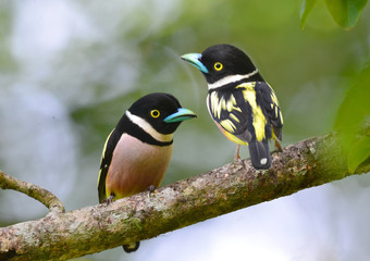 Black and yellow Broadbill