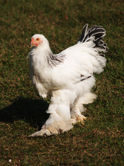 Poultry - white columbia Brahma cockerel