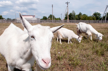 Funny mother goat with baby on pasture.