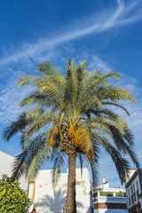 Fototapeta na wymiar Palm Tree in Cordoba,, Spain.