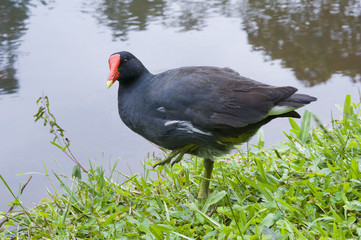 Filhote de galinha-d'água