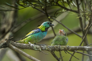 Filhote de saíra-sete-cores