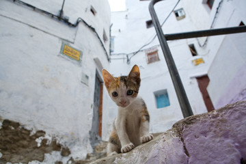 Cats living free on the streets of Tetouan, Morocco