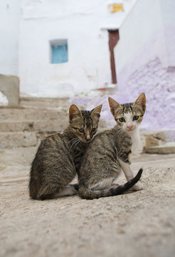 Cats living free on the streets of Tetouan, Morocco