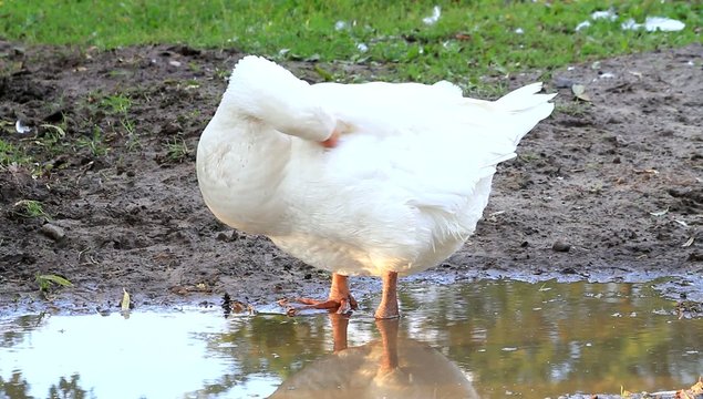 Gans putzt sch
