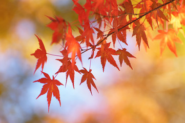 紅葉