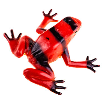 Red Frog