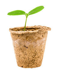 cucumber seedling isolated on white background