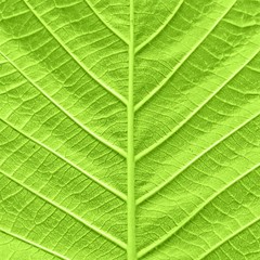 Green leaf background texture