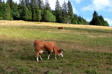 A brown cow on the field