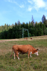 Fototapeta na wymiar A brown cow on the field