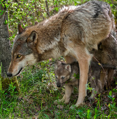 Naklejka na ściany i meble Grey Wolf (Canis lupus) Mother and Pup