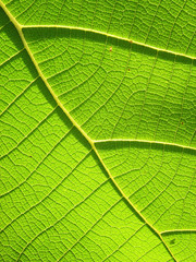 Naklejka na ściany i meble Green Teak leaf close up