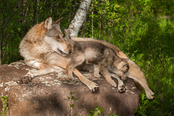 Grey Wolf (Canis lupus) and Pup on Rock Looking Right