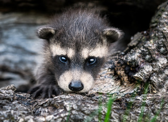 Baby Raccoon (Procyon lotor) Stares at Viewer © hkuchera