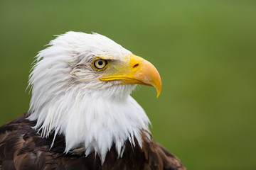 Eagle Profile