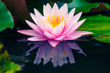 beautiful pink lotus or water lily in pond
