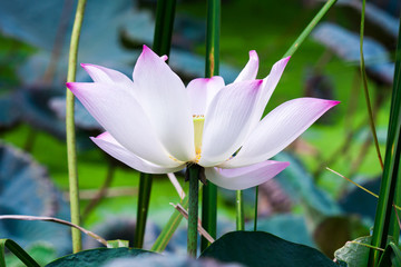 beautiful grand lotus or water lily in pond