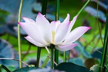 Photo sur Plexiglas fleur de lotus beautiful grand lotus or water lily in pond