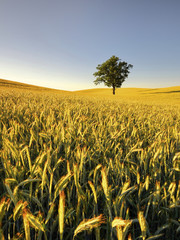 Krajobraz wiejski, młode zboże © janmiko
