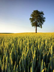 Krajobraz wiejski, młode zboże © janmiko