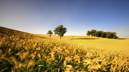 Krajobraz wiejski, młode zboże © janmiko