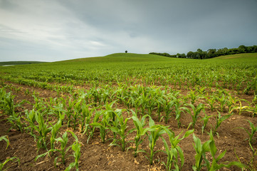 Krajobraz wiejski, uprawa kukurydzy - obrazy, fototapety, plakaty