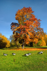 Szwecja ,  gęsi kanadyjskie © janmiko