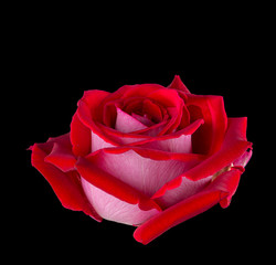 Graceful rose gently in red .isolated